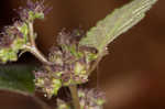 Hairy crabweed <BR>Clammyweed